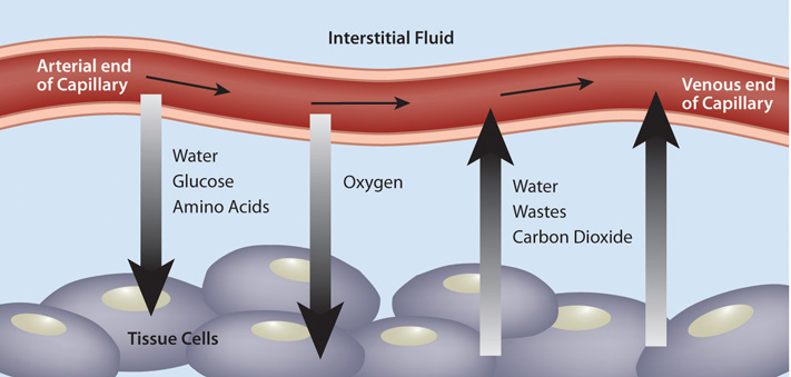 Why Perfusion? – Hemedex